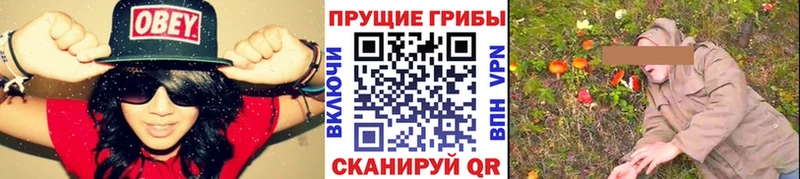 Псилоцибиновые грибы GOLDEN TEACHER  Купить закладки  Оса 